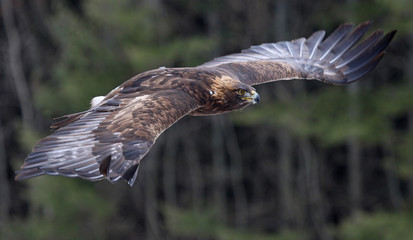 Obraz premium A Golden Eagle (Aquila chrysaetos)