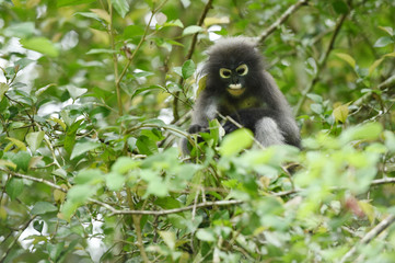 Dusky leaf monkey in nature

