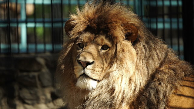 Portrait of an African lion
