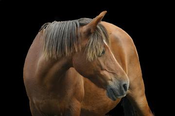 Obraz premium Horse livestock in Spain