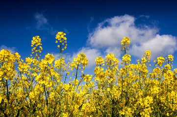 Fototapeta premium Canola field, Rape field