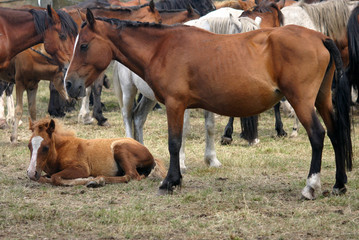 Naklejka na ściany i meble Horse livestock in Spain