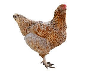 Chicken on a white background