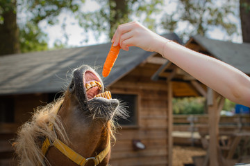 Pony trying to bite a carrot