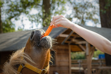 Pony trying to bite a carrot
