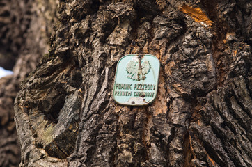 Tree as natural monument in Poland