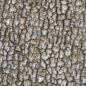 seamless trunk tree texture