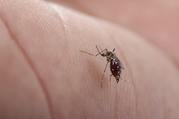 mosquito is sucking the blood and storing in the abdomen