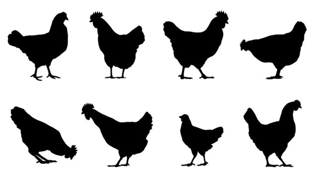 chicken silhouettes