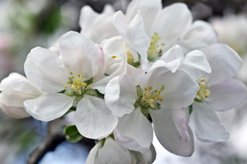 Fototapeta na wymiar Flowers of an apple-tree in the spring