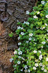 Schneeflockenblume an einem Baum