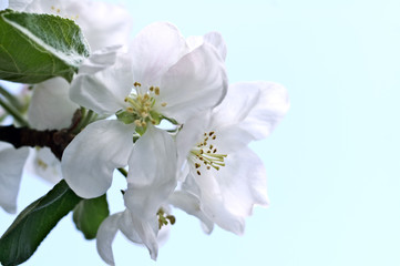 Naklejka na ściany i meble Flowers of an apple-tree in the spring