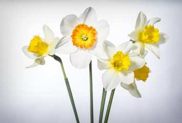 yellow daffodils