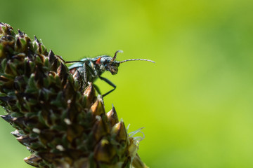 Beetle