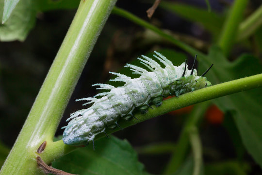 Green caterpillar on green leaf