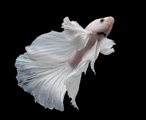 siamese fighting fish, betta isolated on black background.