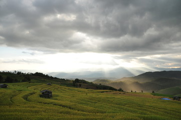 Obraz premium The paddy fields Pak bung pang chiangmai