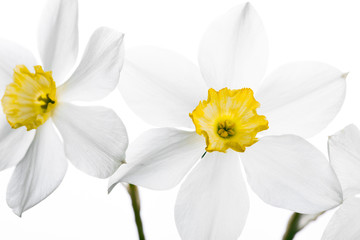 Naklejka na ściany i meble Spring floral border, beautiful fresh narcissus flowers