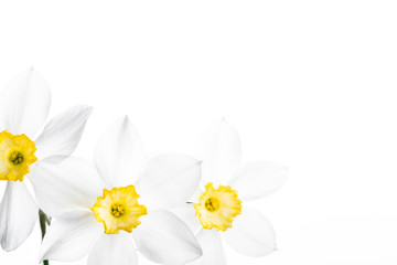 Spring floral border, beautiful fresh narcissus flowers