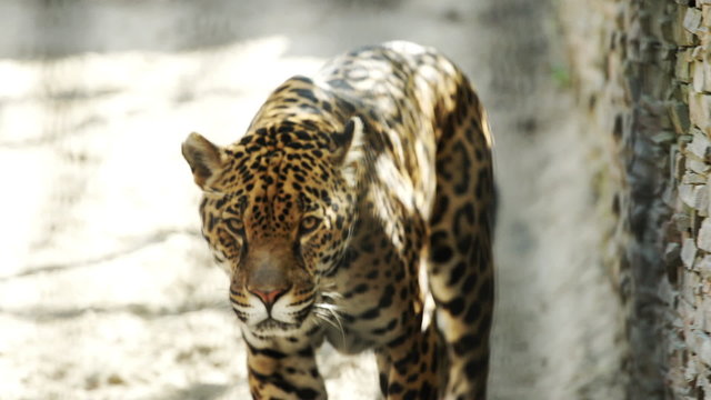 Leopard walking in the zoo cage
