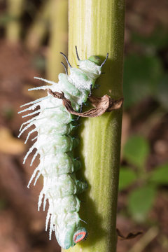Green caterpillar on green leaf