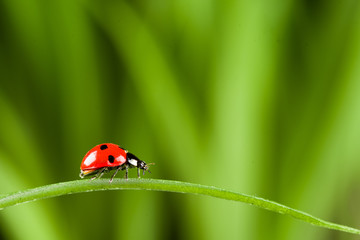 Ladybug on Grass Over Green Bachground