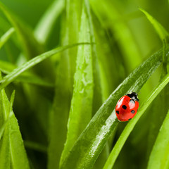 Ladybug running along on blade of  green grass