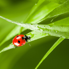 red ladybug on green grass