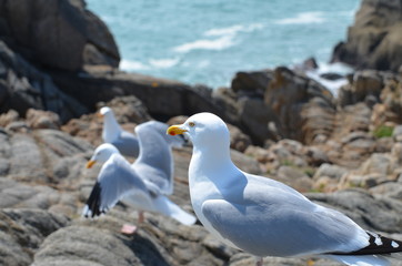 Goéland argenté