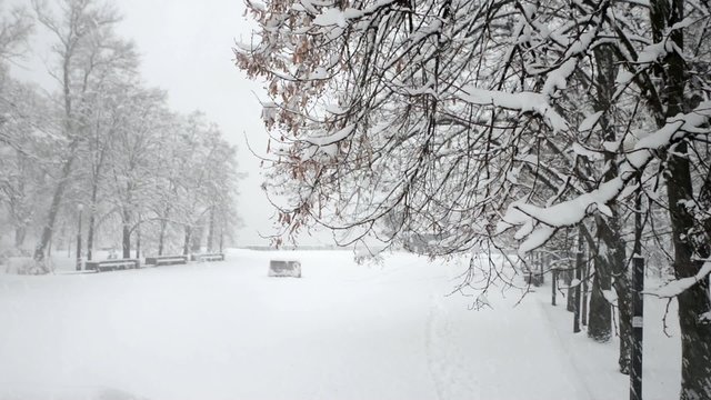 Winter snow in the woods, falling snow video