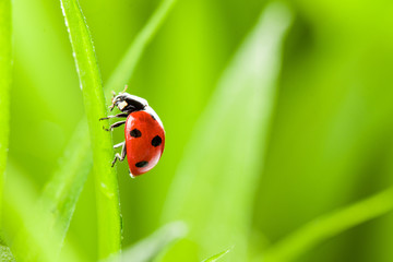 Fototapeta premium red ladybug on green grass