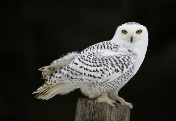 Snowy Owl Sitting
