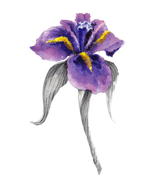 Violet Watercolor Iris Flower