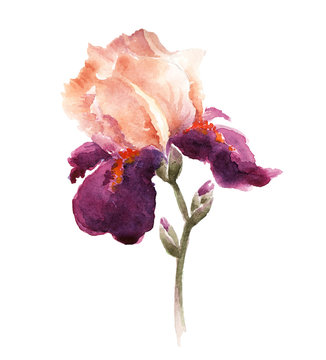 Burgundy watercolor iris flower