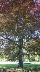 Obraz premium Uralter baum