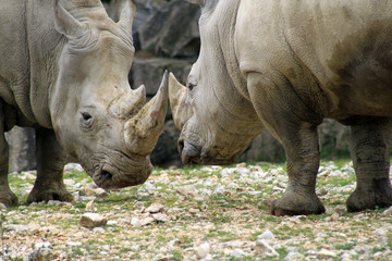 Naklejka premium rhinocéros duel animaux corne