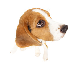 Beagle dog isolated on white