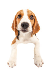 Beagle dog isolated on white