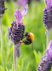 Bumblebee on lavender blossom in detail
