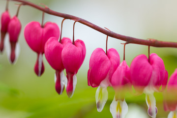 Macro photo of hearted-shaped flower blossoms