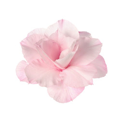 Fototapeta premium Desert rose on isolated white background.