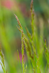 Macro photo of grass stems