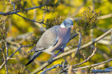 Wood pigeon eating seeds from a tree