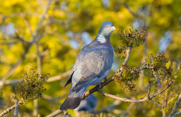 Fototapeta premium Wood pigeon eating seeds from a tree