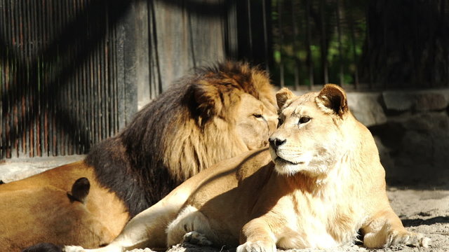 A couple of African lions resting
