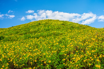 Landscape view of Tithonia diversifolia field on mountain