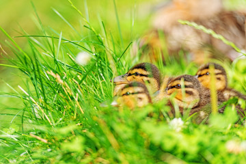 Family of ducks in grass