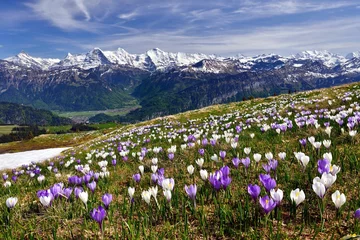Zelfklevend Fotobehang Krokuswiese bei Interlaken mit Berner Alpen © suteracher