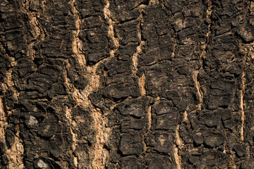 dry tree bark texture background, closeup