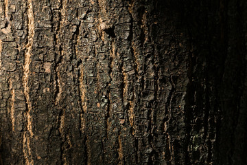 dry tree bark texture background, closeup